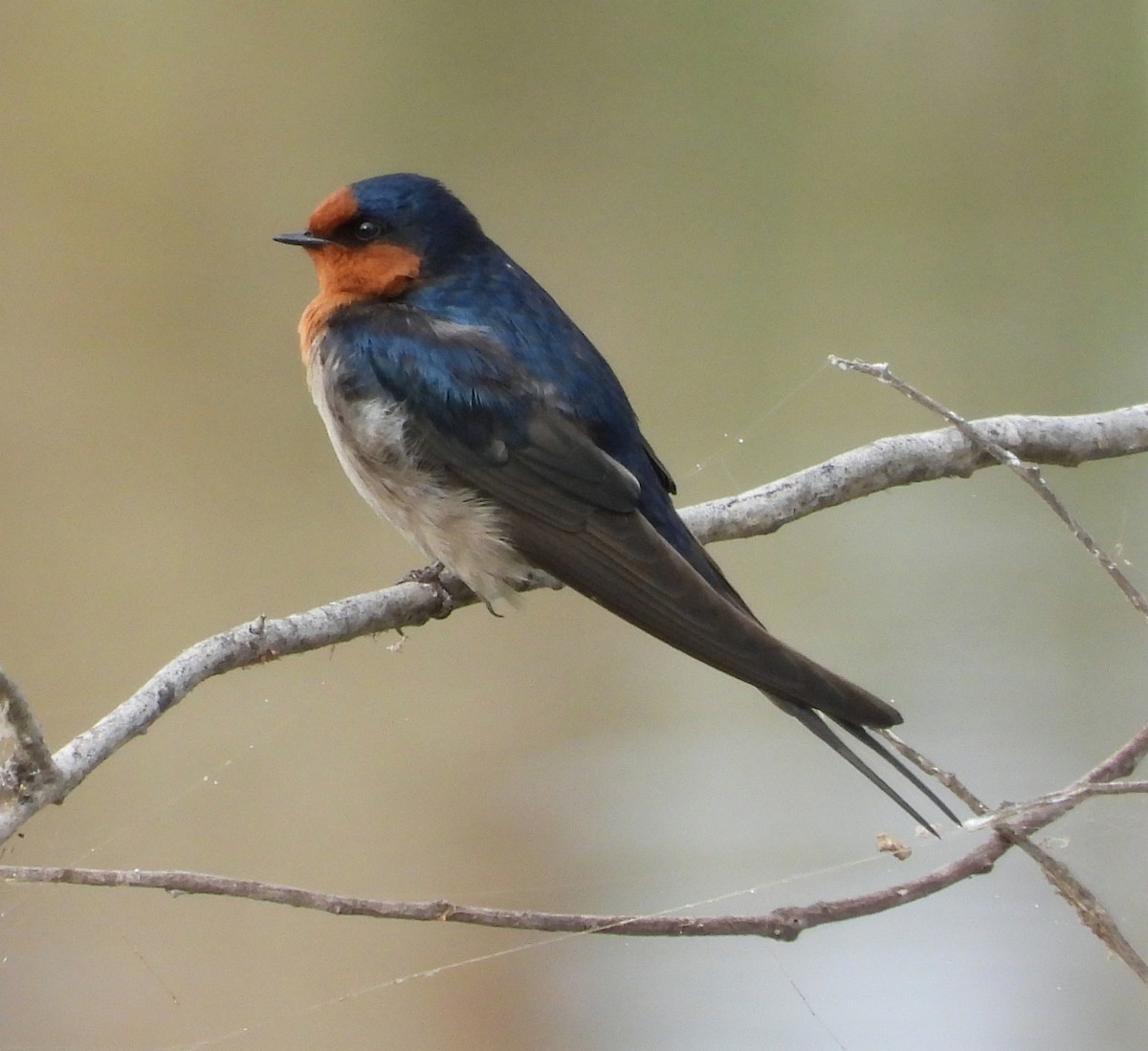 Welcome Swallow - Rodney van den Brink