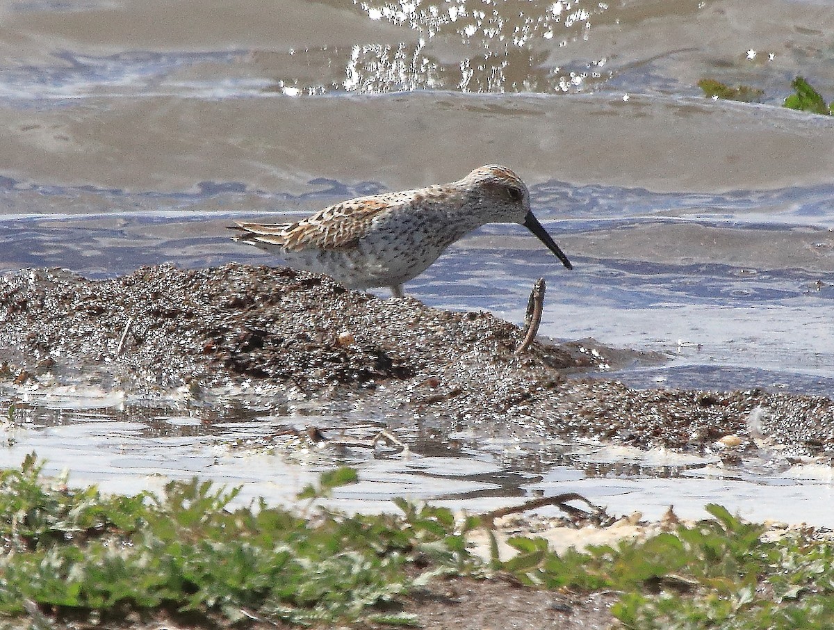 Western Sandpiper - John Rawinski