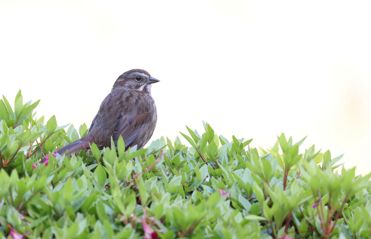 Song Sparrow - ML619011915