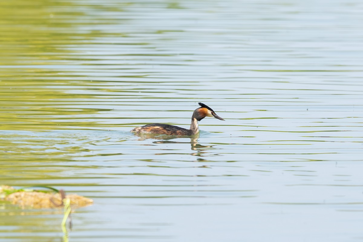 Great Crested Grebe - ML619011935