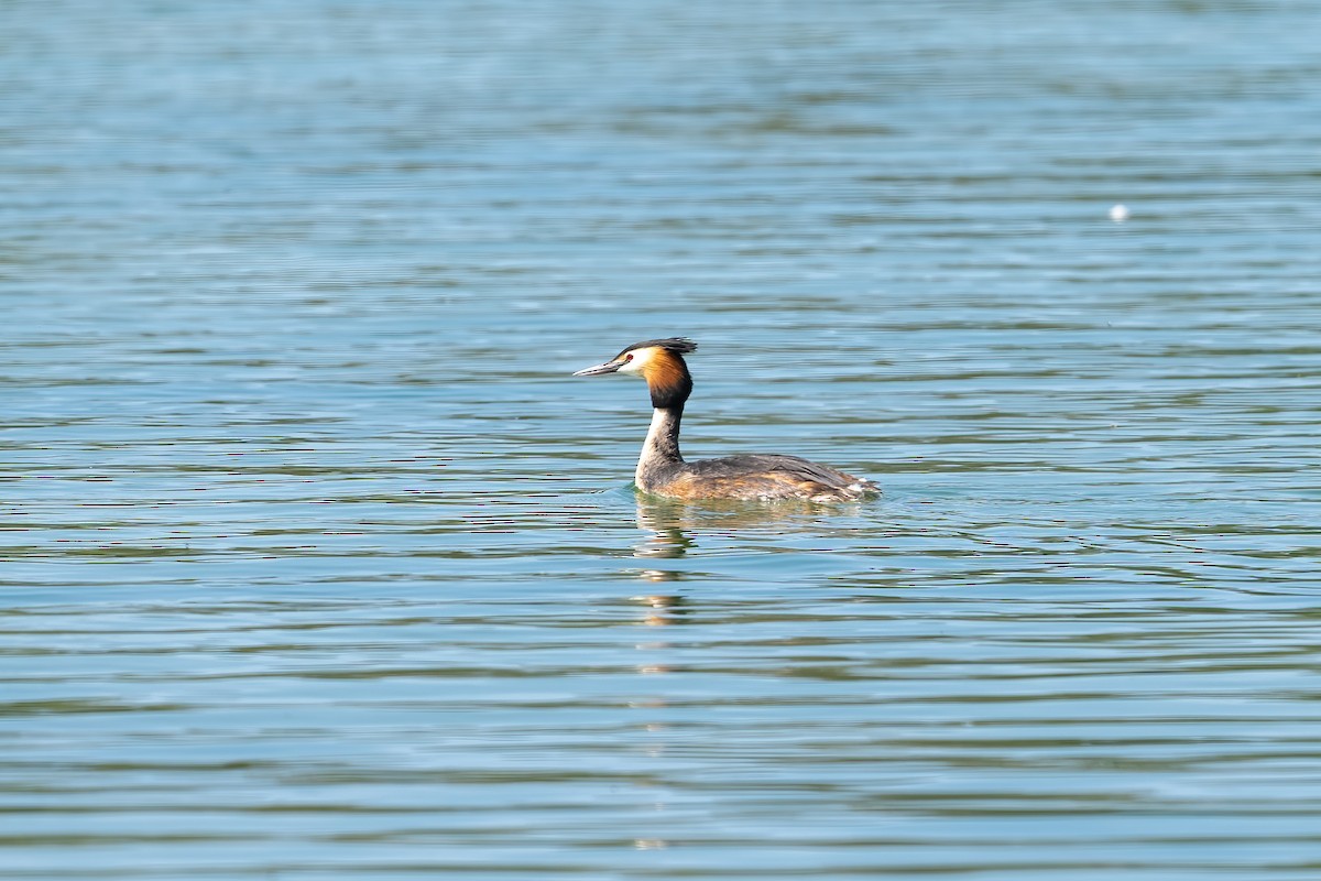 Great Crested Grebe - ML619011937