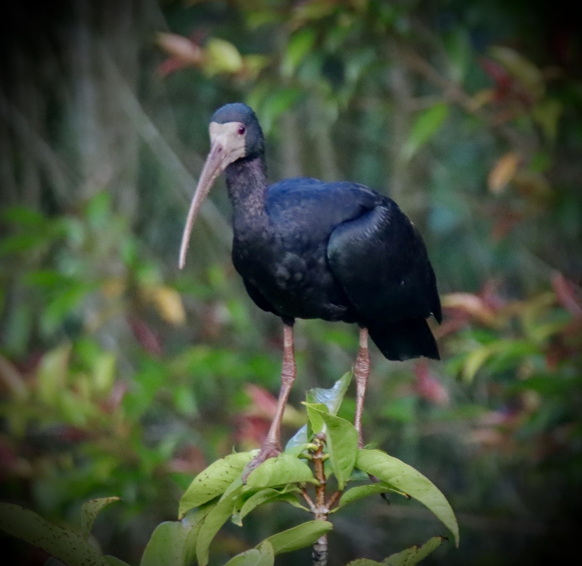 Bare-faced Ibis - ML619011941