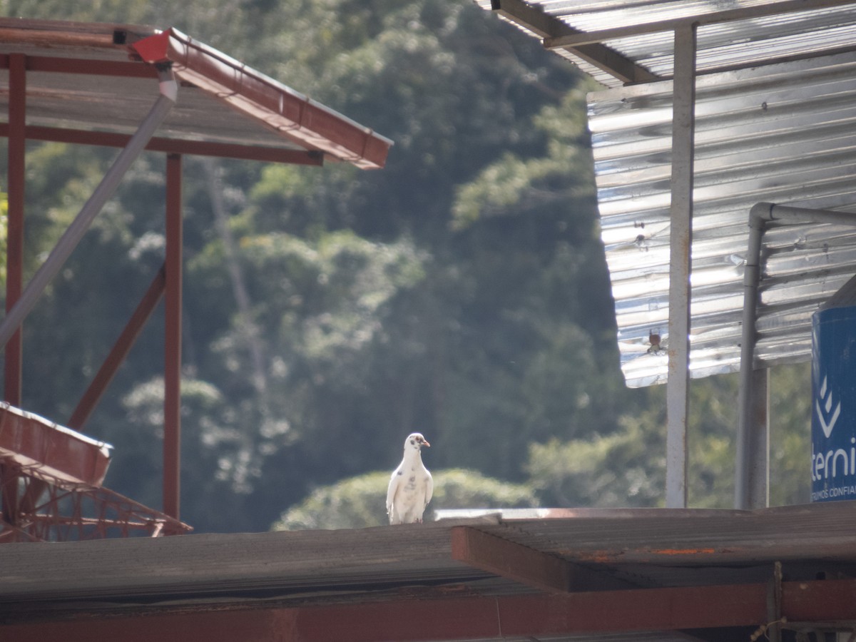 Rock Pigeon (Feral Pigeon) - ML619011944