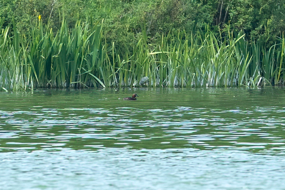 Little Grebe - ML619011953