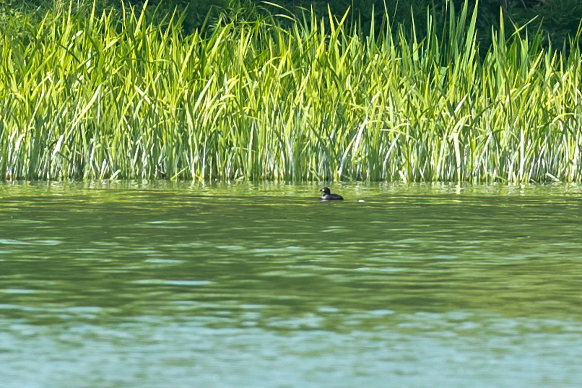 Little Grebe - ML619011955