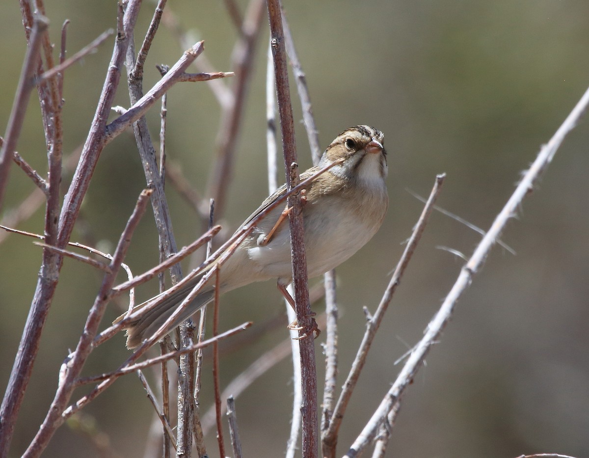 Clay-colored Sparrow - John Rawinski