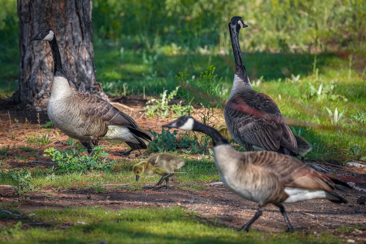 Canada Goose - Laura Sheets