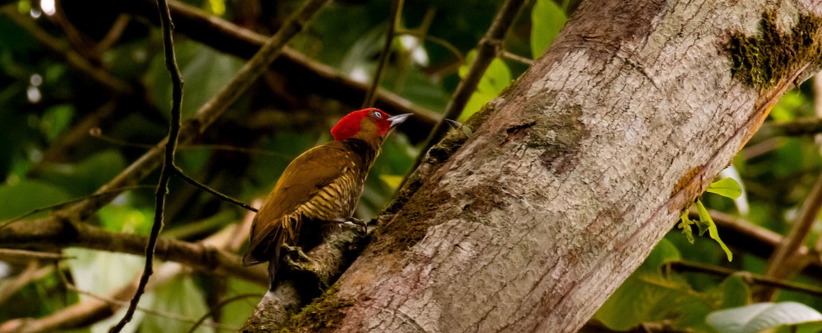 Rufous-winged Woodpecker - Leonel Lepiz