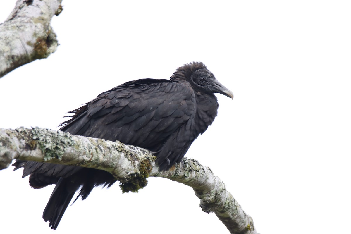 Black Vulture - Francisco Jaramillo