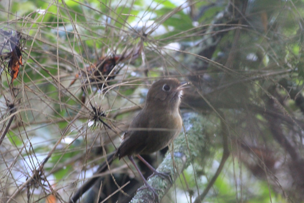 Perija Antpitta - ML619011996