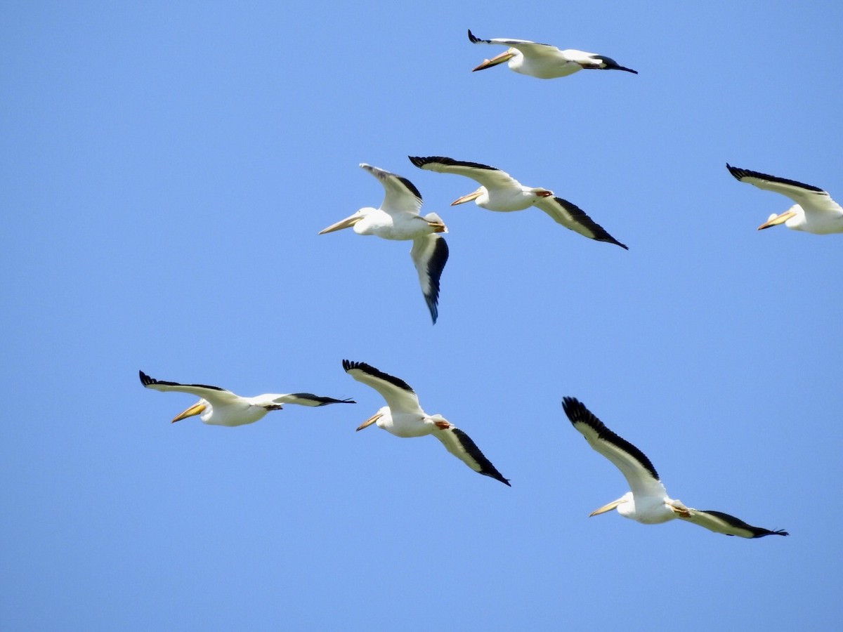 American White Pelican - ML619012002