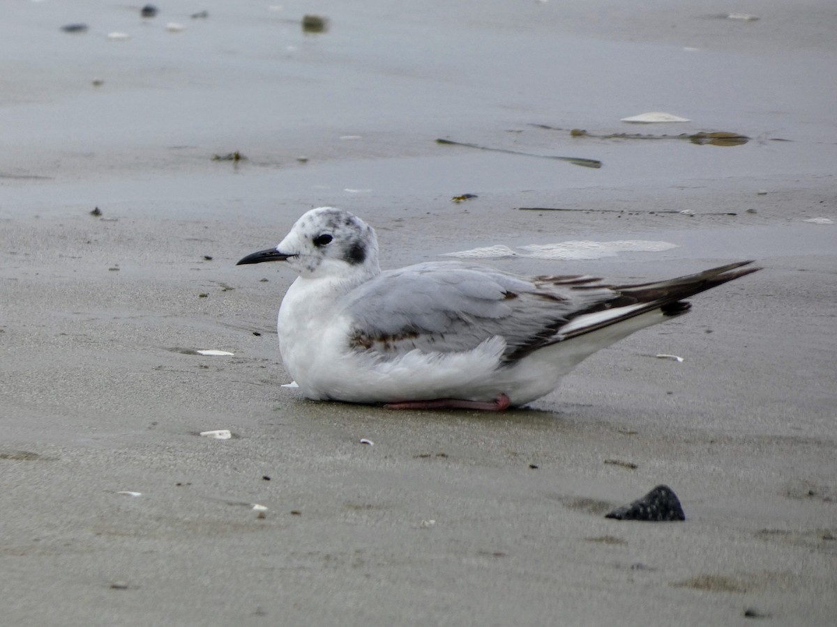 Mouette de Bonaparte - ML619012005