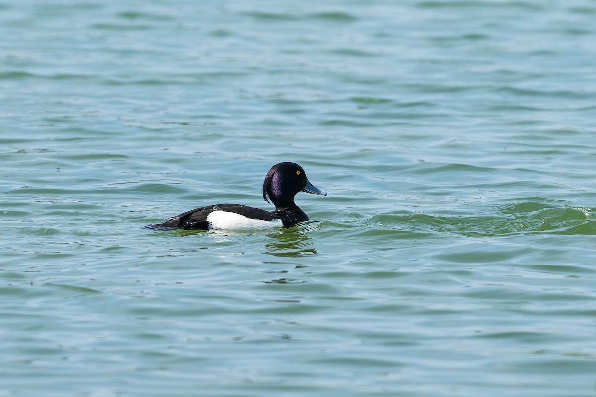 Tufted Duck - ML619012011