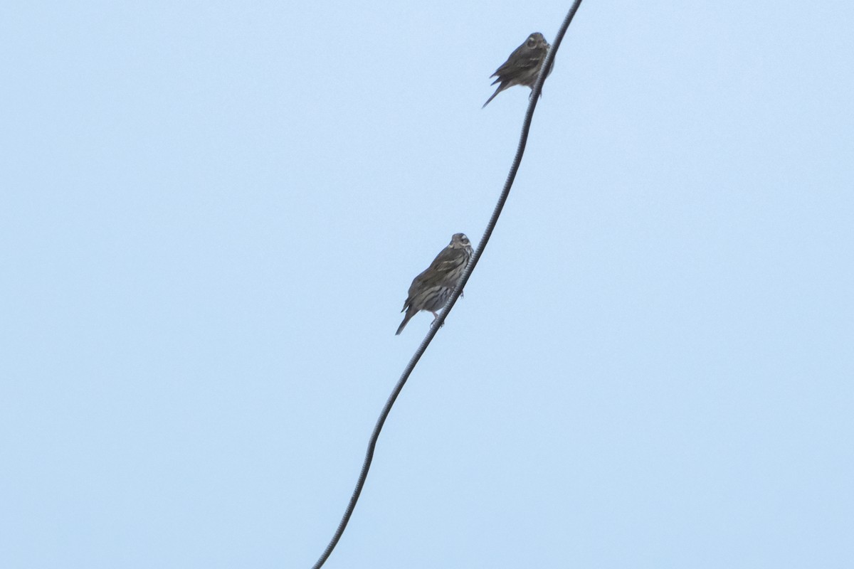 Olive-backed Pipit - Oscar Vazquez