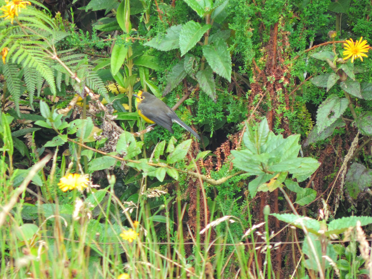 Spectacled Redstart - Diego Delgado García