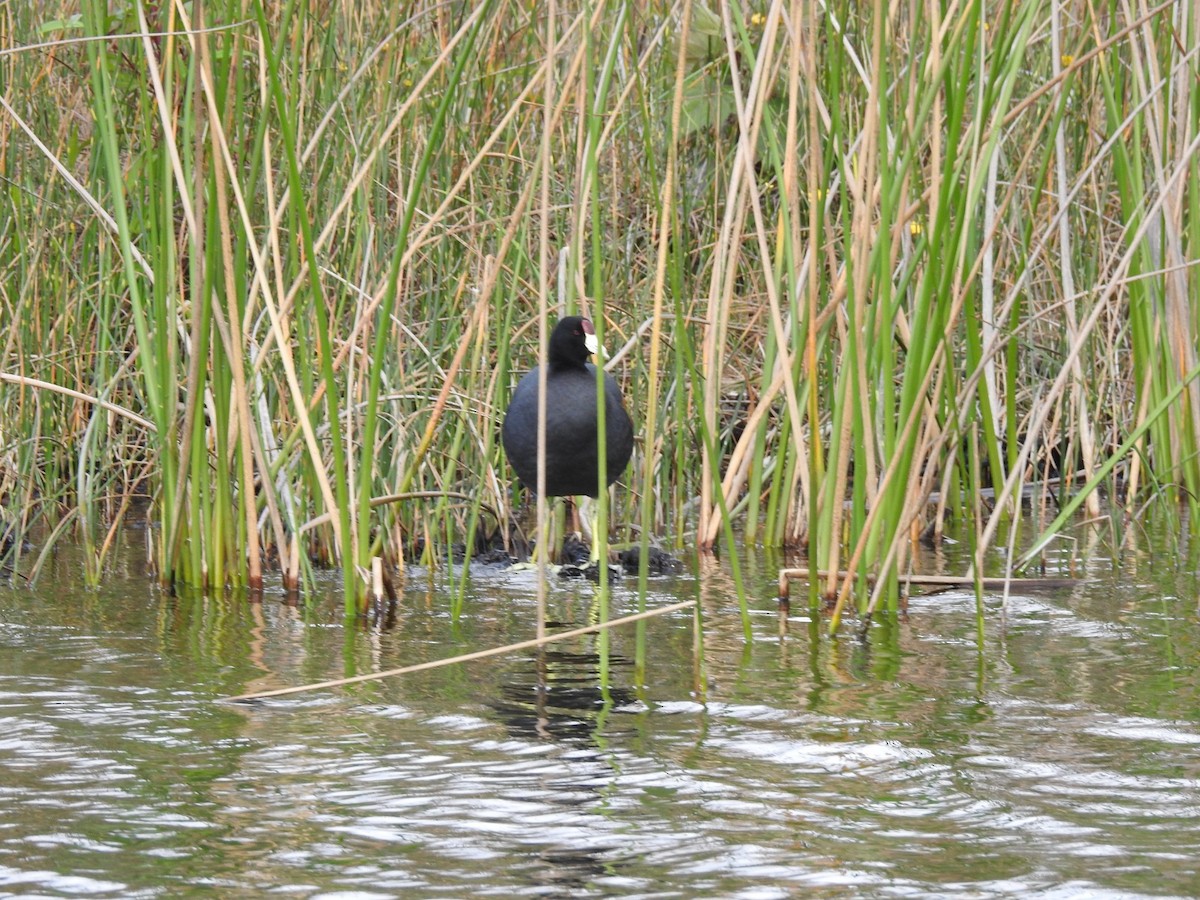 Slate-colored Coot (Yellow-billed) - Diego Delgado García