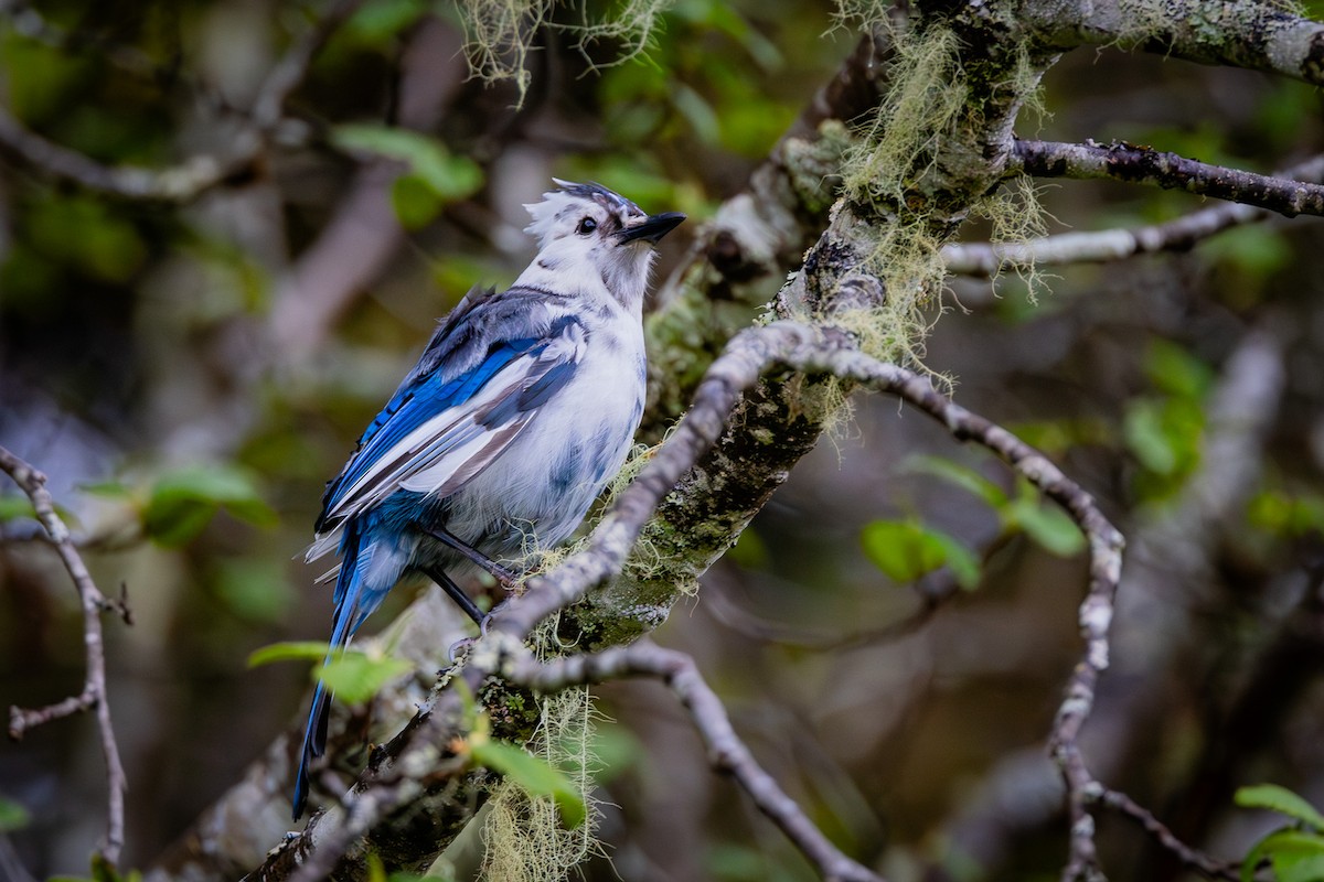 Steller's Jay - Sean Neilson