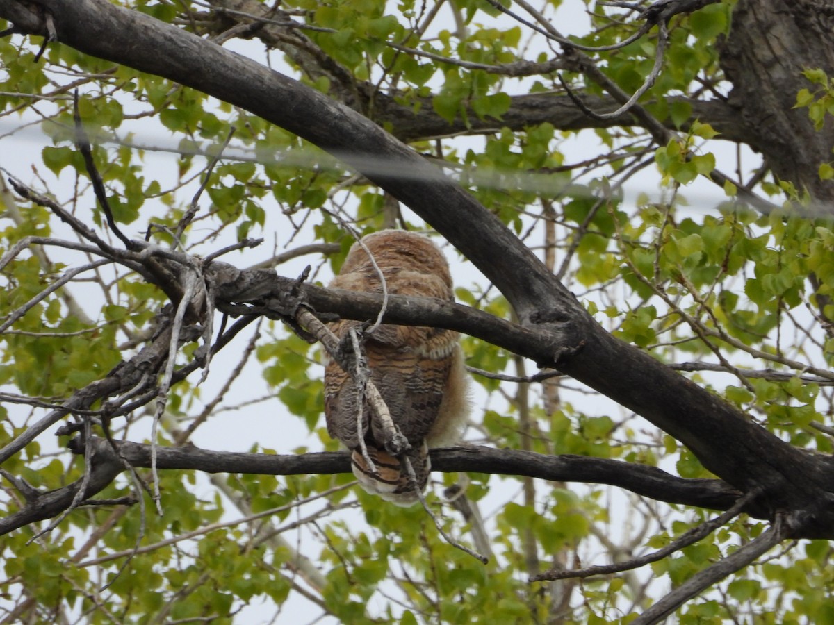 Great Horned Owl - Jeff Percell