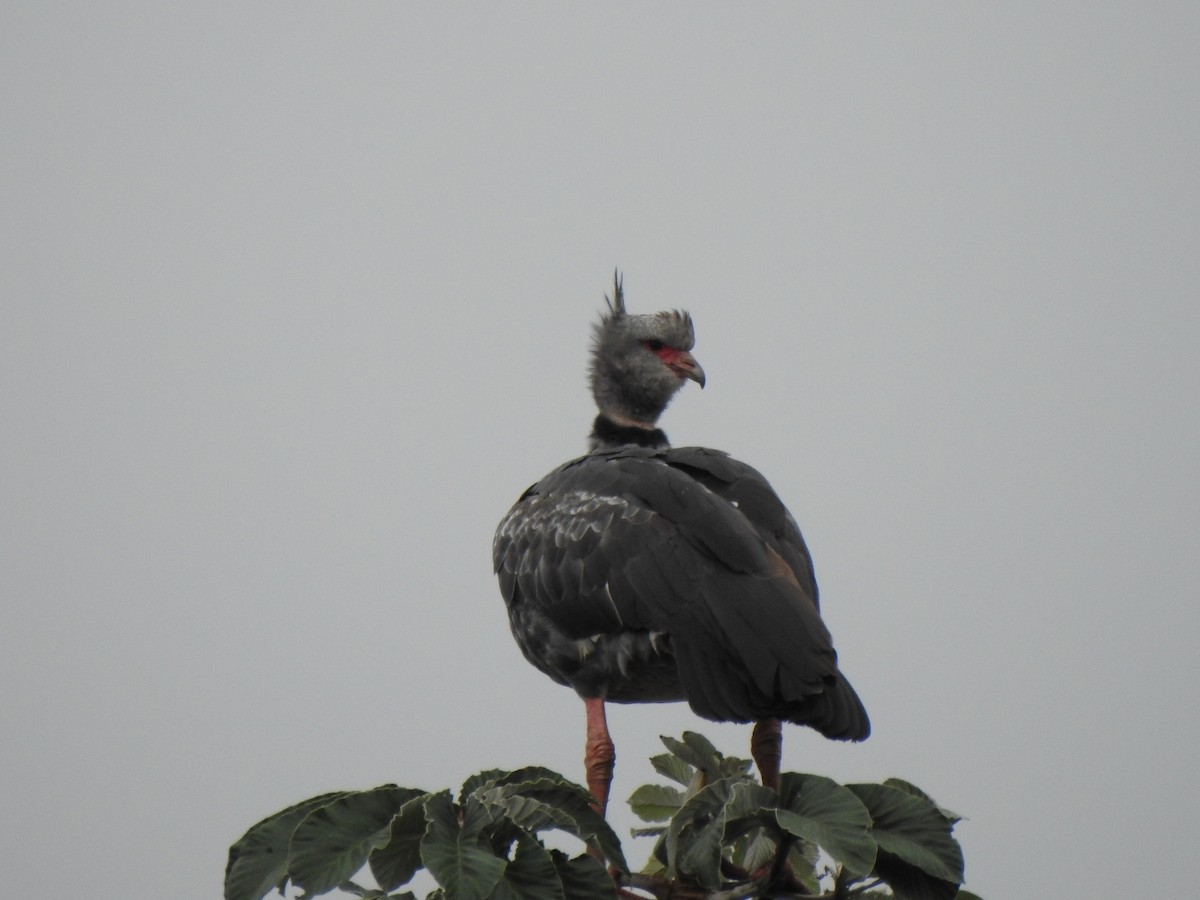 Southern Screamer - Cecilia Isabel Fernández Diaz