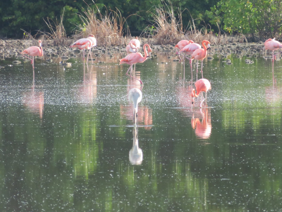 American Flamingo - Jerri Carriere