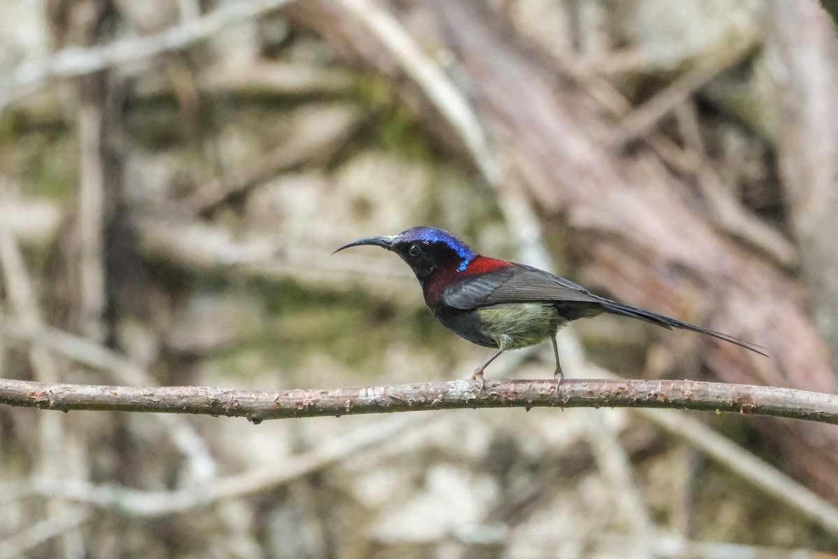 Black-throated Sunbird - Oscar Vazquez