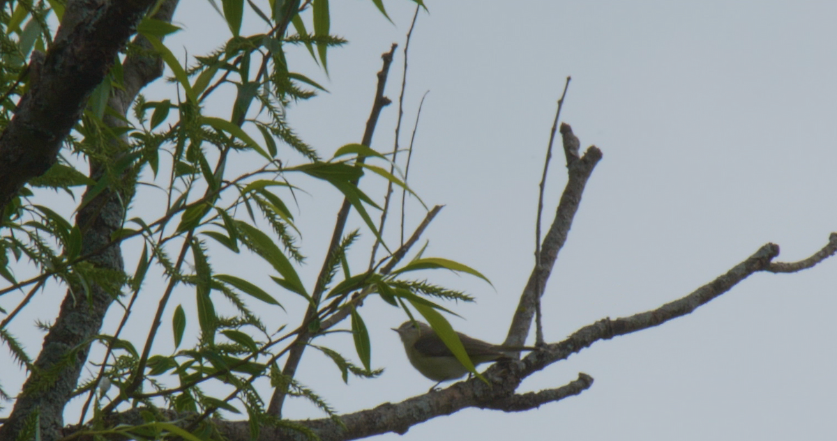 Warbling Vireo - Anonymous