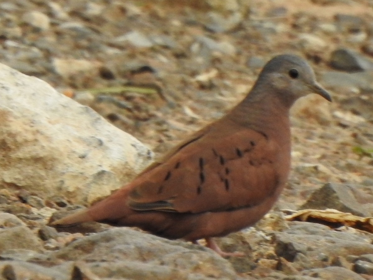 Ruddy Ground Dove - ML619012189