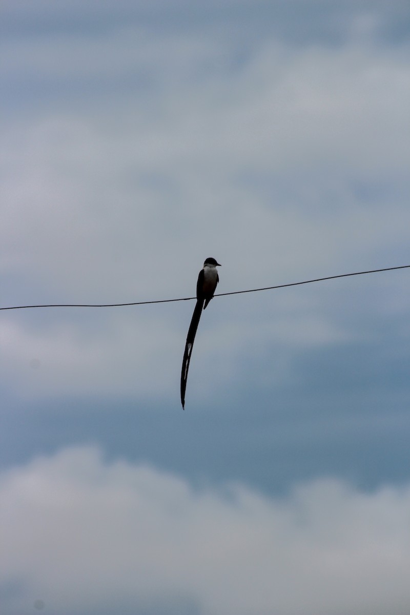 Fork-tailed Flycatcher - Sara López Madrid