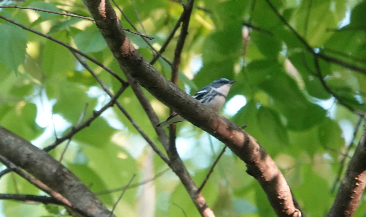 Blauwaldsänger - ML619012216