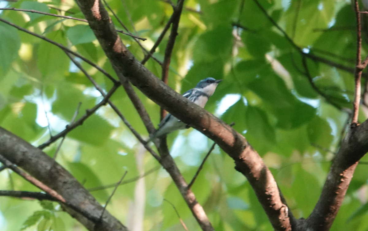 Blauwaldsänger - ML619012217