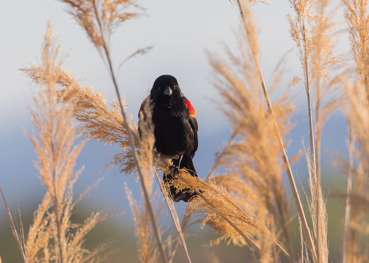 Red-winged Blackbird - Verlee Sanburg