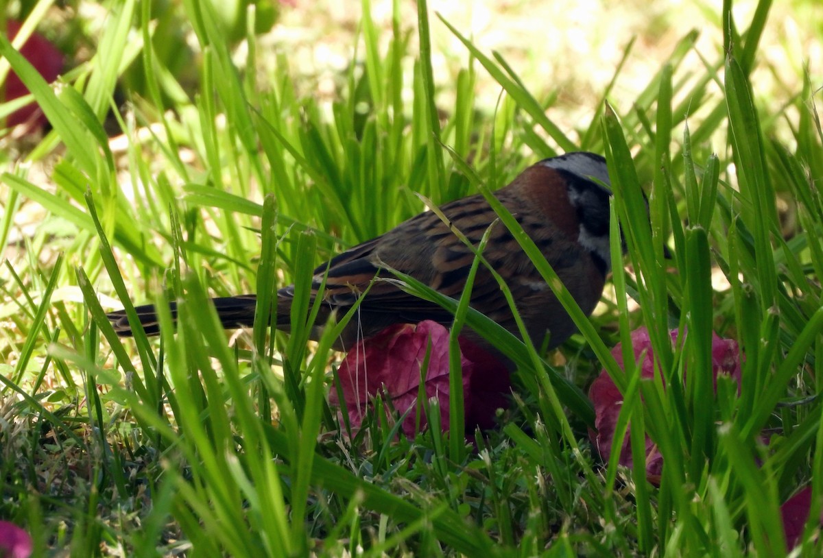 Rufous-collared Sparrow - Cecilia Estrada Ponce