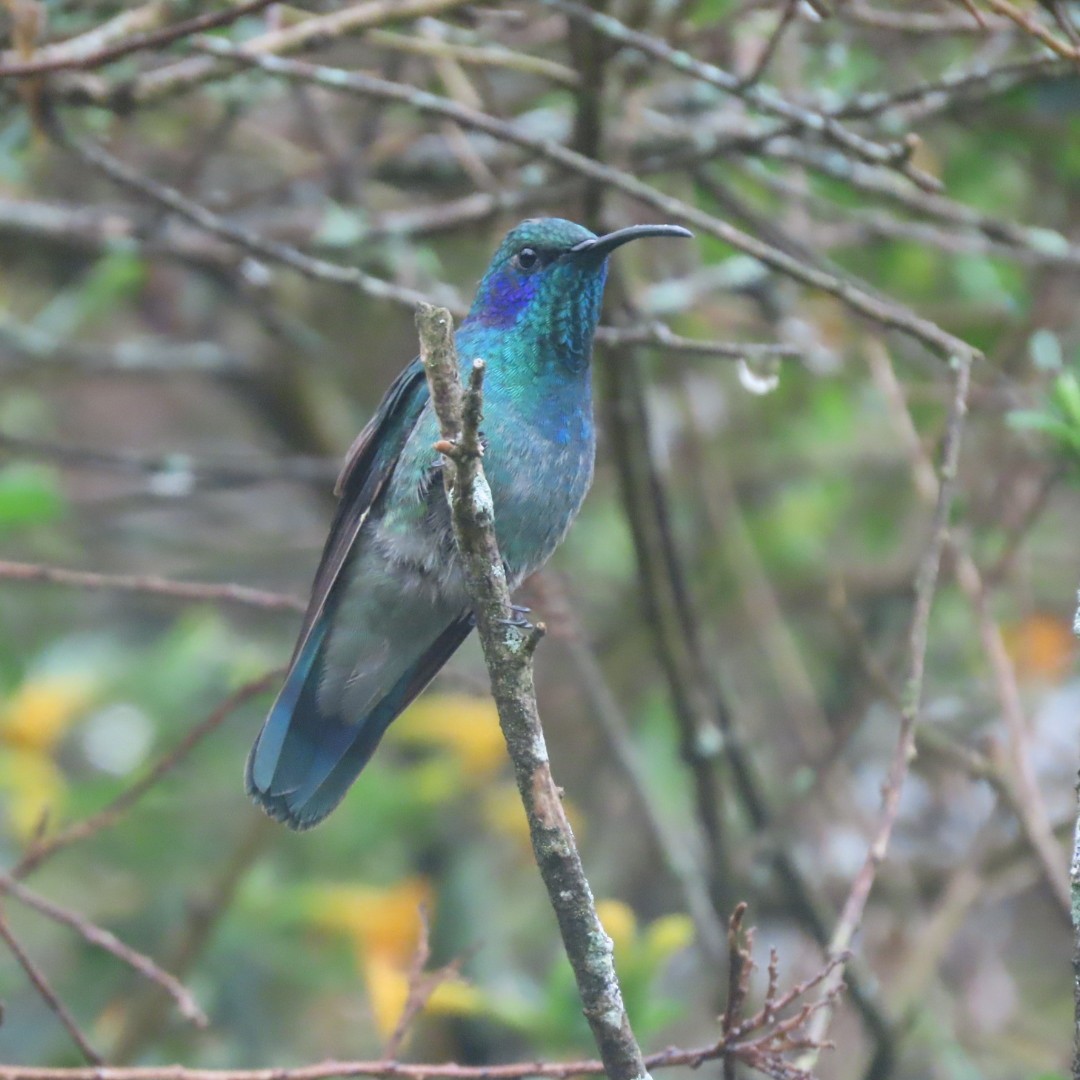 kolibřík modrouchý - ML619012248