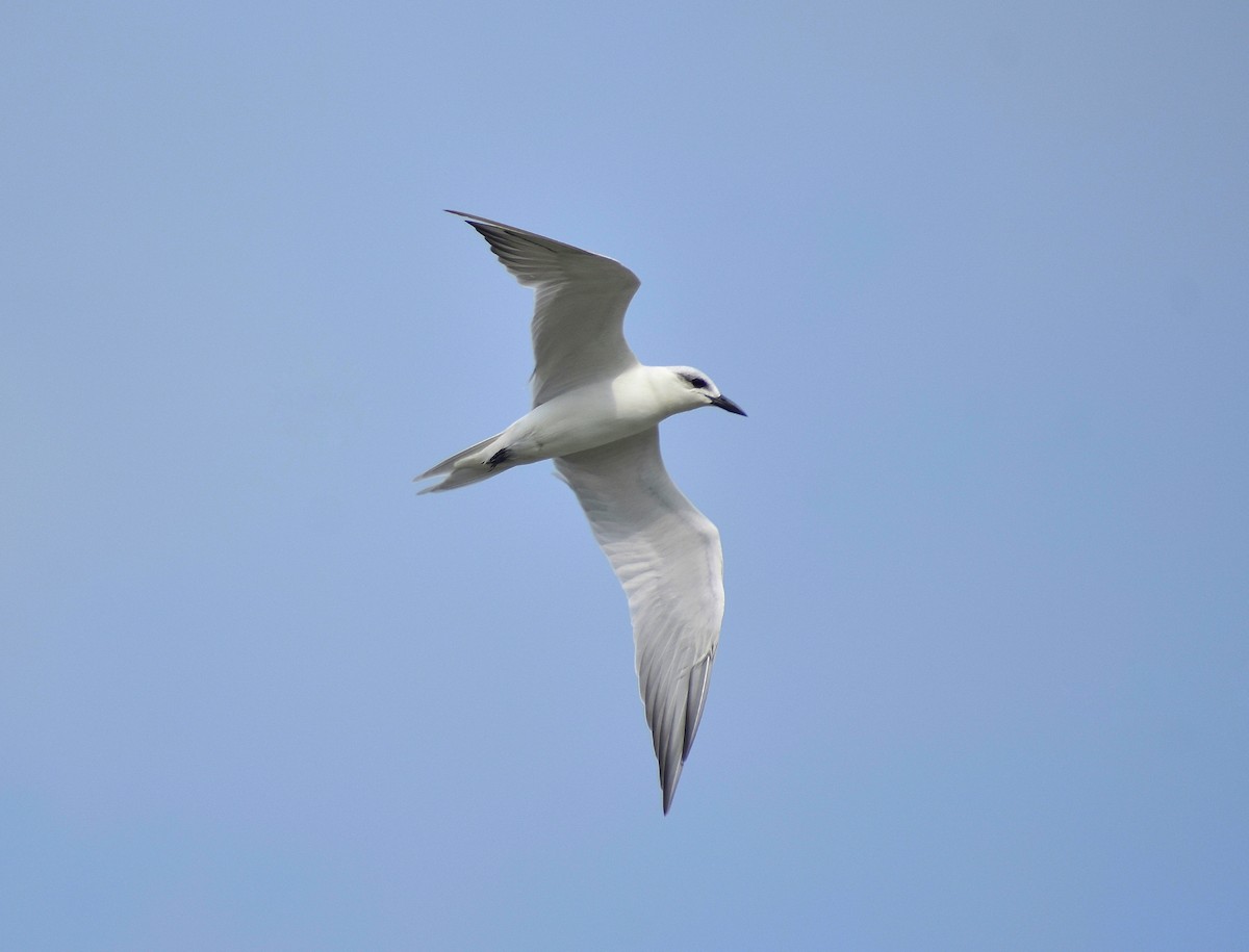 Gull-billed Tern - Anand Birdlife