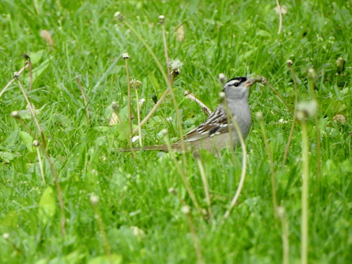 Bruant à couronne blanche - ML619012258