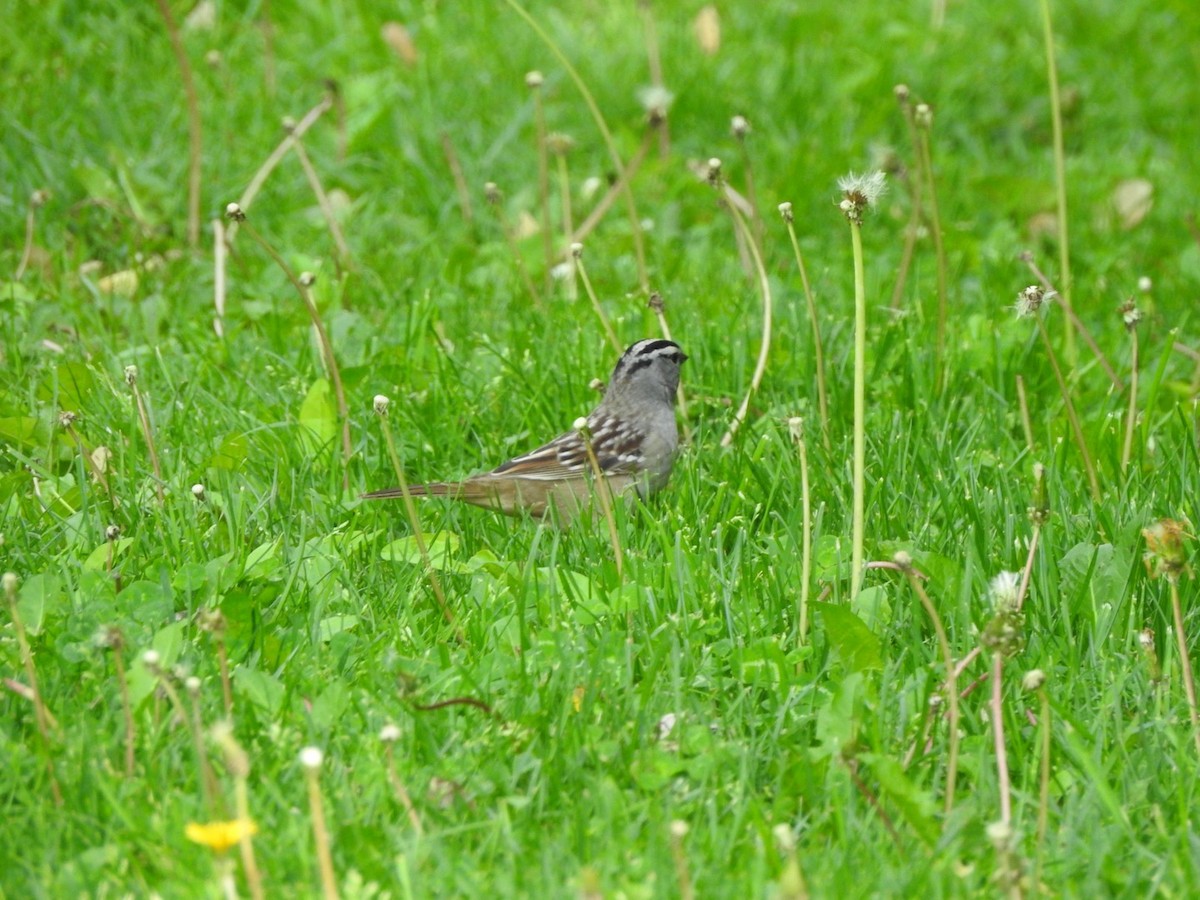 White-crowned Sparrow - ML619012259