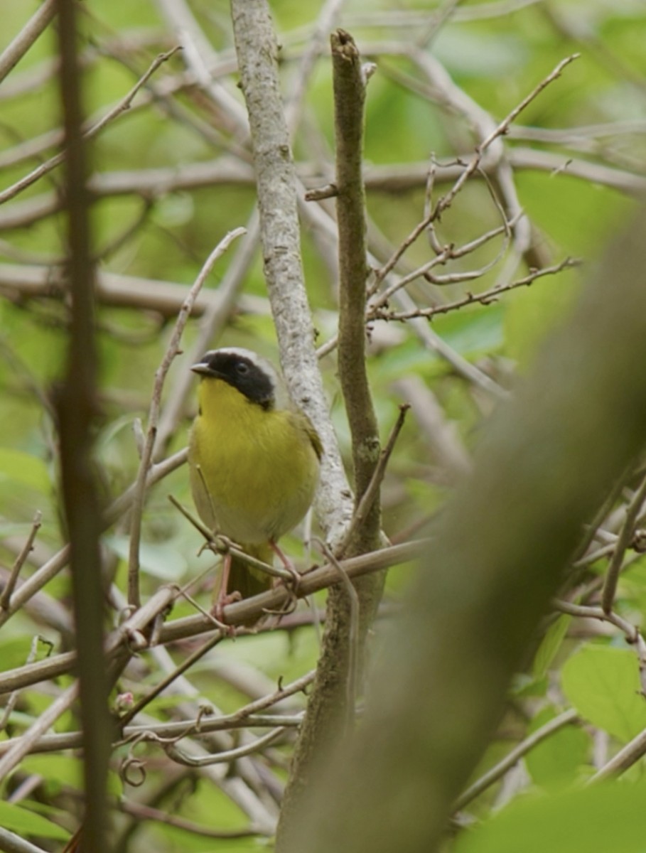 Common Yellowthroat - Anonymous