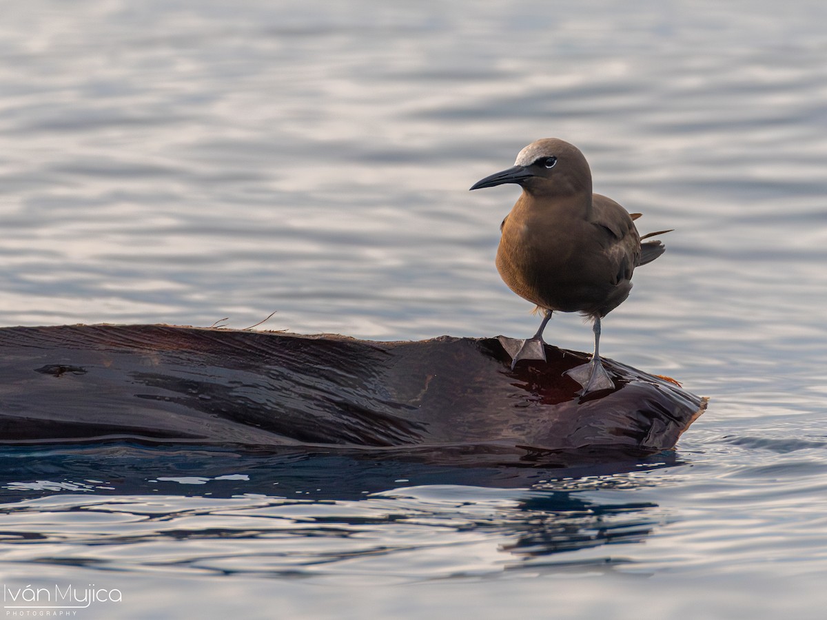 Brown Noddy - Ivan Mujica