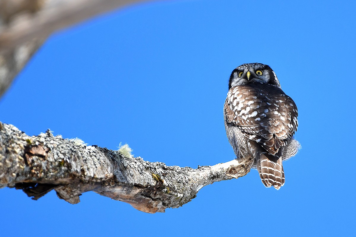 Northern Hawk Owl - Ari Weiss