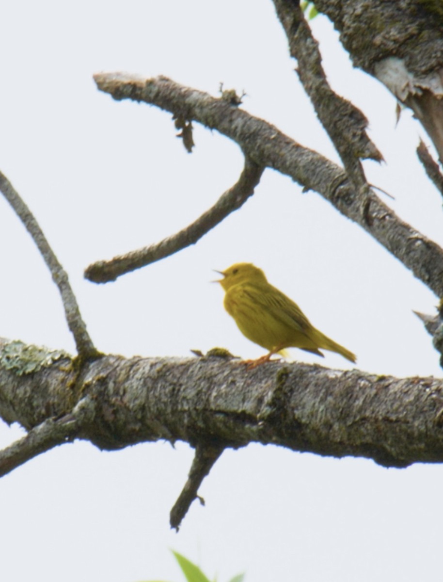 Yellow Warbler - Anonymous