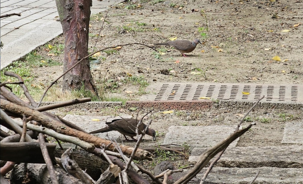 Spotted Dove - ML619012299