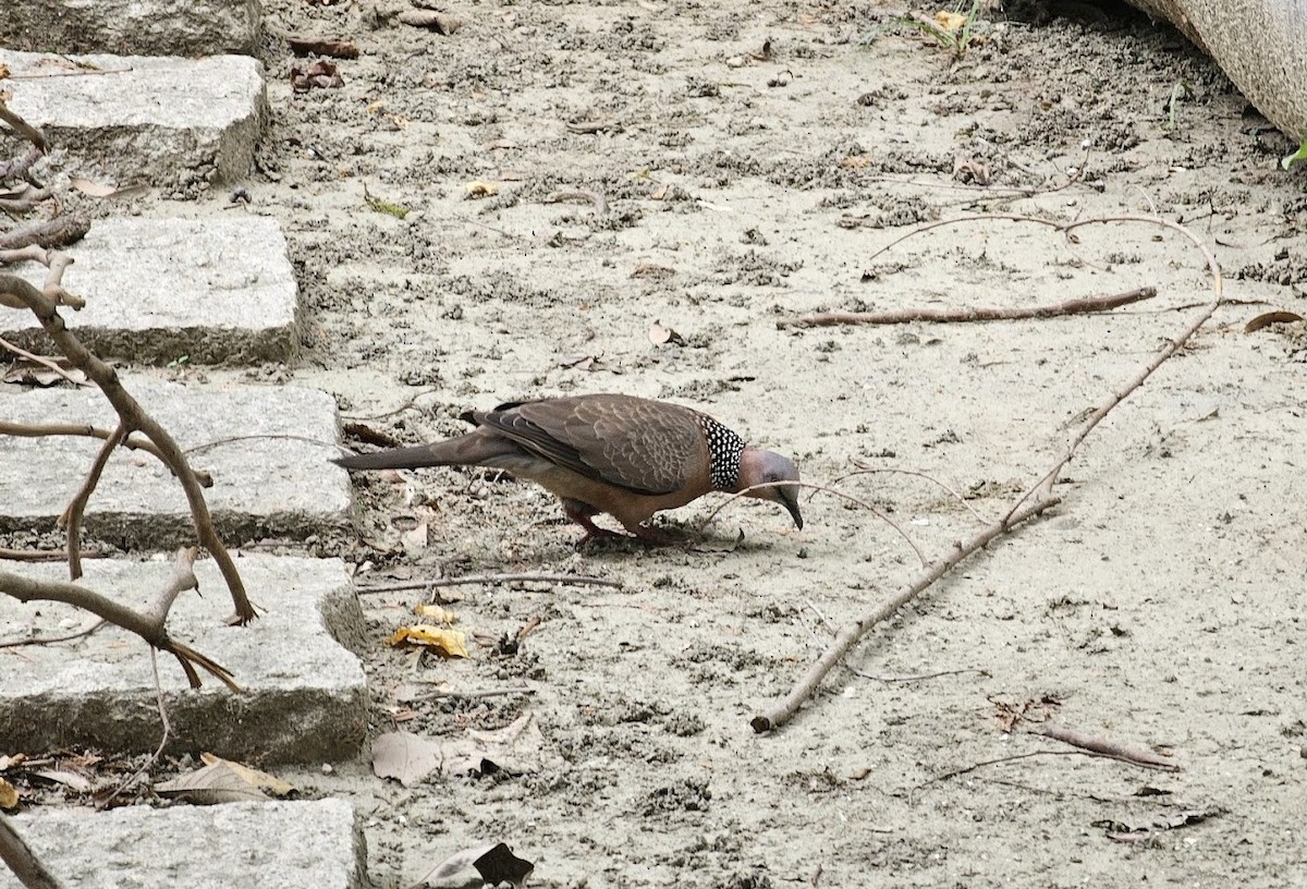 Spotted Dove - ML619012300