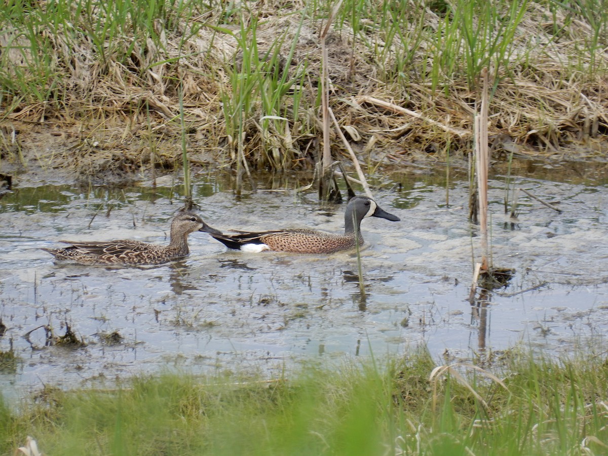 Blue-winged Teal - ML619012308