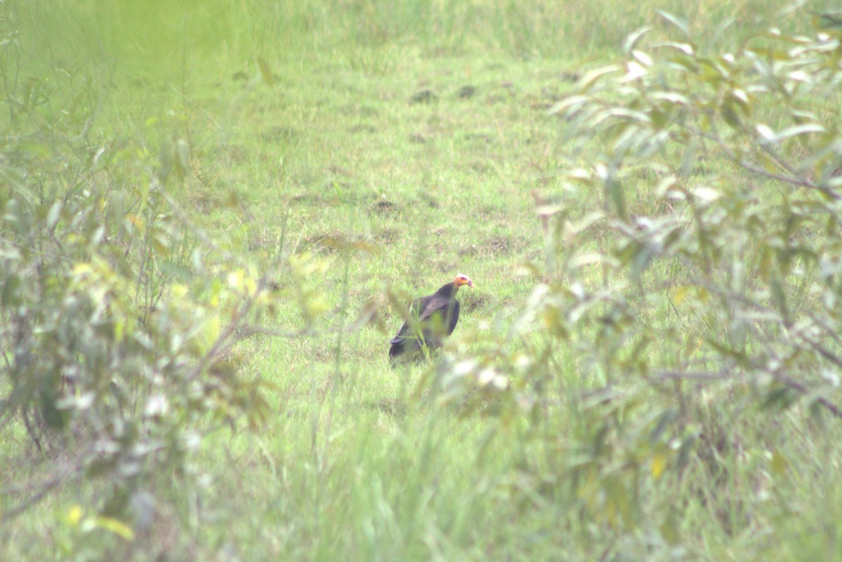 Greater Yellow-headed Vulture - Jannier Ponare