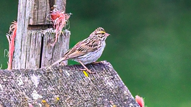 Savannah Sparrow - ML619012329
