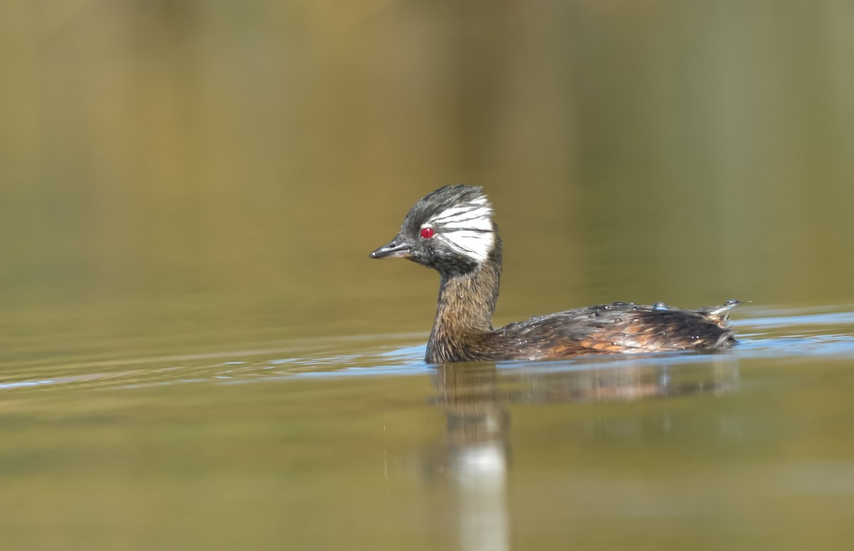 White-tufted Grebe - Jorge claudio fuentes figueroa