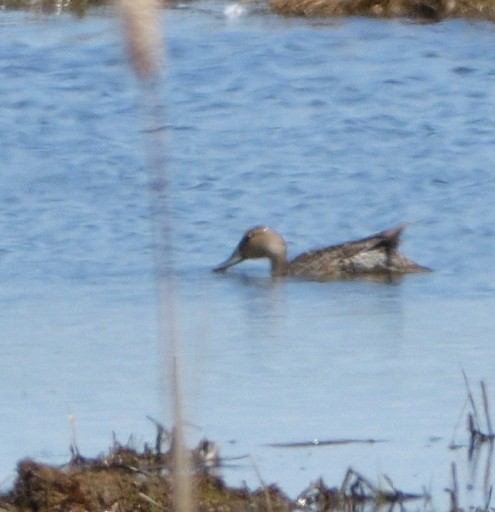 Northern Pintail - Woody Gillies