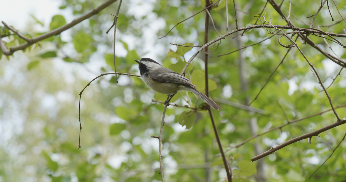 Black-capped Chickadee - Anonymous