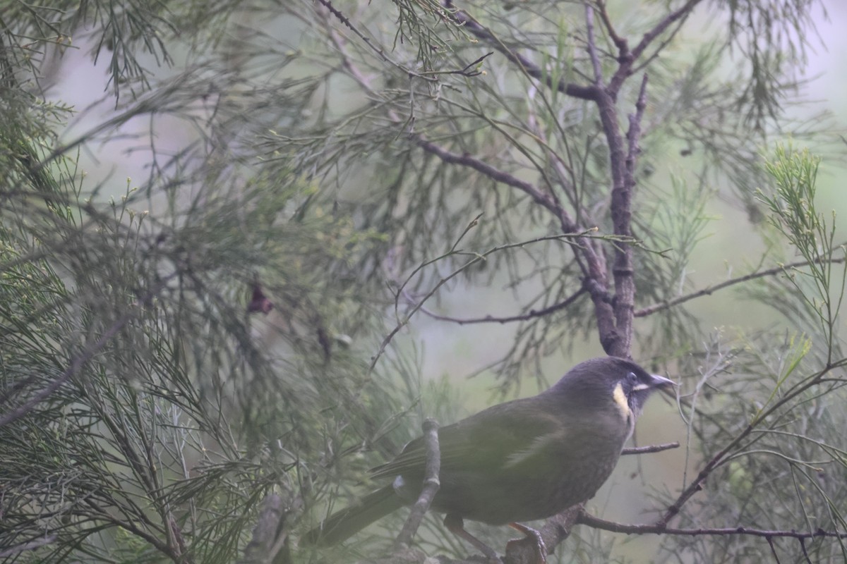 Lewin's Honeyeater - GEOFFREY SHINKFIELD