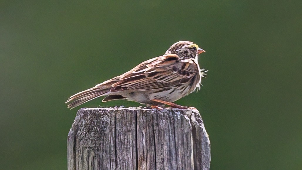 Savannah Sparrow - ML619012384